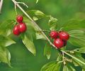 Cornus_mas_bi1834