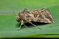 Cornutiplusia_circumflexa_jk8160s