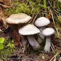 Cortinarius_alboviolaceus_be3914