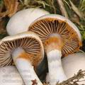 Cortinarius_alboviolaceus_be3918