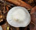 Cortinarius_alboviolaceus_bv3821