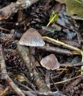 Cortinarius_alnetorum_bm5982