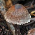 Cortinarius_alnetorum_bm5983