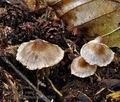 Cortinarius_alnetorum_bm5993