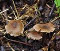 Cortinarius_alnetorum_bm5998