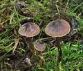 Cortinarius_alnetorum_cz8158