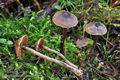 Cortinarius_alnetorum_cz8162