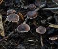 Cortinarius_americanus_bs8398