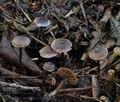 Cortinarius_americanus_bs8408