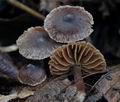 Cortinarius_americanus_bs8411