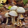 Cortinarius_anomalus_be2631