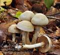 Cortinarius_anomalus_be2634