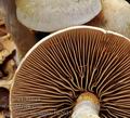 Cortinarius_anomalus_be2635