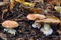 Cortinarius_arcuatorum_bv3511