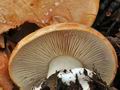 Cortinarius_arcuatorum_bv3529