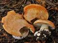 Cortinarius_arcuatorum_bv3533