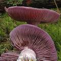 Cortinarius_argenteolilacinus_aj3345