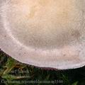 Cortinarius_argenteolilacinus_aj3346