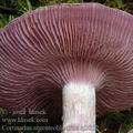 Cortinarius_argenteolilacinus_aj3352