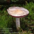 Cortinarius_argenteolilacinus_aj3355