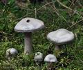 Cortinarius_argenteolilacinus_bi4406