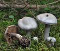 Cortinarius_argenteolilacinus_bi4407