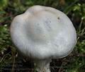 Cortinarius_argenteolilacinus_bi4413