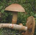 Cortinarius_armillatus_ac2008