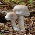 Cortinarius_azureovelatus_al9879