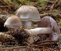 Cortinarius_azureovelatus_al9885