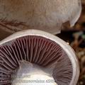 Cortinarius_azureovelatus_al9892