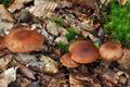 Cortinarius_balaustinus_bv4176