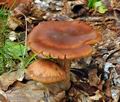 Cortinarius_balaustinus_bv4181