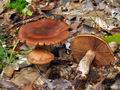 Cortinarius_balaustinus_bv4184