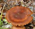 Cortinarius_balaustinus_bv4188