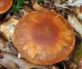 Cortinarius_balaustinus_bv4192