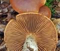 Cortinarius_balaustinus_bv4195