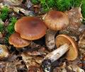 Cortinarius_balaustinus_bv4199