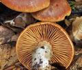 Cortinarius_balaustinus_bv4202