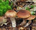 Cortinarius_balaustinus_bv4207