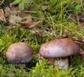 Cortinarius_balteatus_be2954