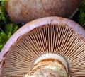 Cortinarius_balteatus_be2965