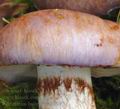 Cortinarius_balteatus_be2970