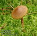 Cortinarius_bataille_ac7759