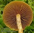 Cortinarius_bataille_ac7760