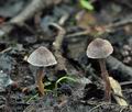 Cortinarius_bibulus_bk5909