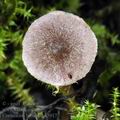 Cortinarius_bibulus_bk5917