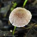 Cortinarius_bibulus_bk5929