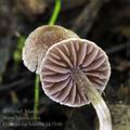 Cortinarius_bibulus_bk5940