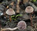 Cortinarius_bibulus_bk5952